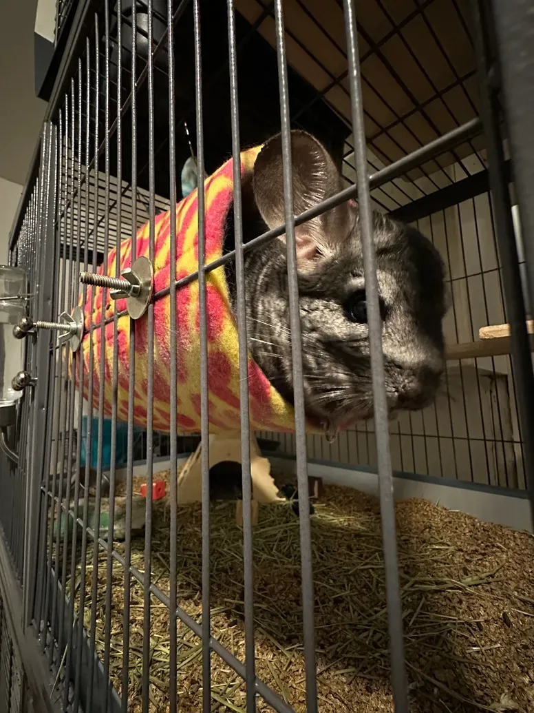 Chichi the Chinchilla