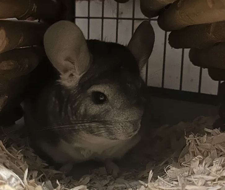 Pablo the Chinchilla
